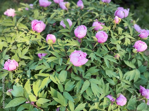 Pink peony buds among green leaves in soft spring garden light