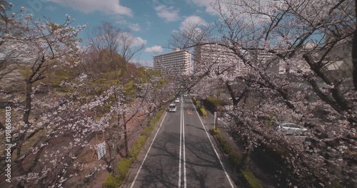 A cityscape of cherry blossoms at the city street in Tokyo in spring wide shot