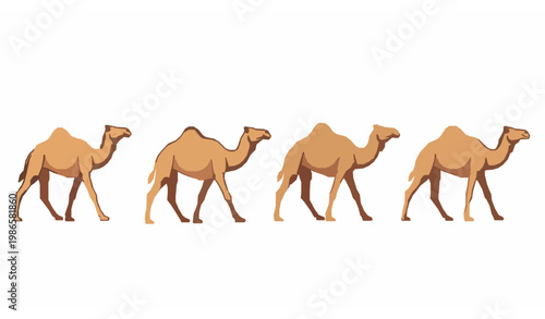 Four camels walking in line vector illustration with side view desert animals isolated on white background