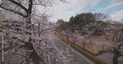 A cityscape of cherry blossoms at the city street in Tokyo in spring wide shot