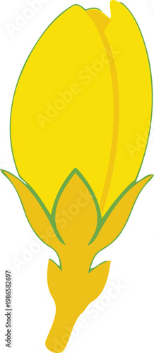 Yellow Tulip Flower green outline white background
