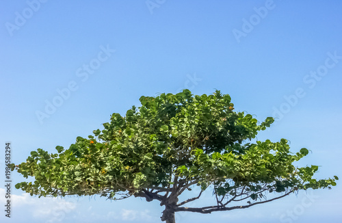 Raisinier bord de mer, coccoloba uvifera 