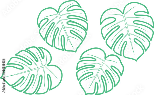 Four elegant monstera deliciosa leaves illustration with detailed vein patterns isolated on transparent background