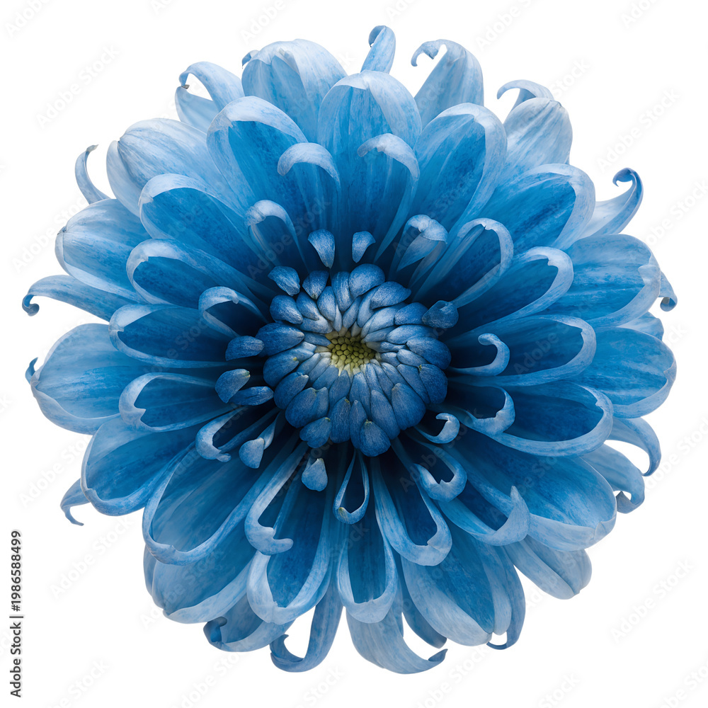 Obraz premium Vivid blue flower with layered petals and white center