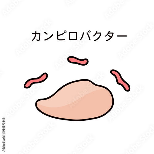 生の鶏むね肉とカンピロバクターのイラスト