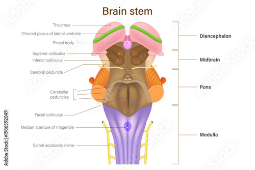 Brain stem vector. Human brain anatomy. Diencephalon, Midbrain, pons and medulla. Thalamus anatomy.