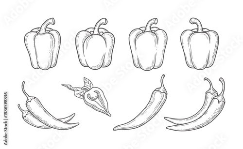 Hand drawn bell peppers and chili peppers collection food vegetable