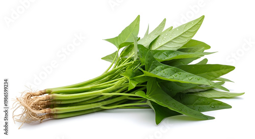 Fresh green leafy vegetable bunch isolated.