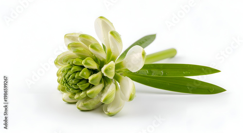 Close-up of white and green flower.