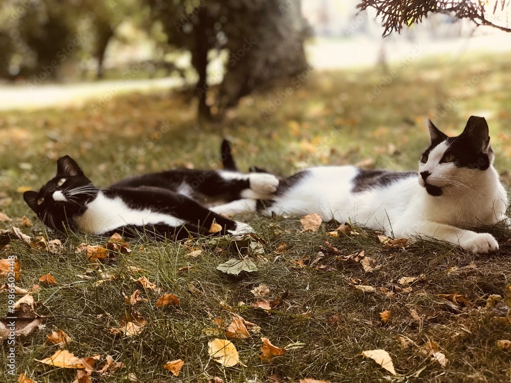 Fototapeta premium cat and dog