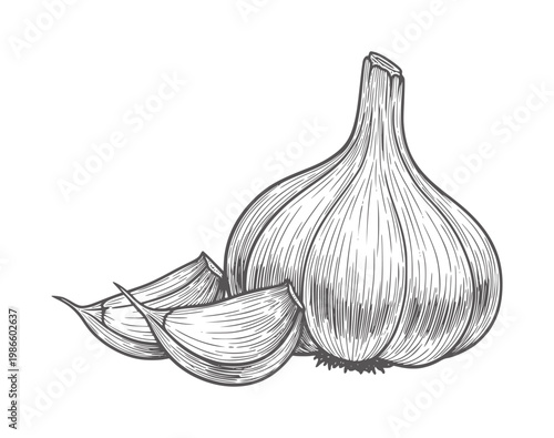 Hand drawn of a garlic bulb with cloves white food ingredient