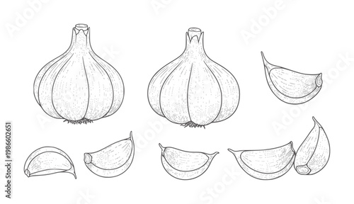 Hand drawn of whole garlic bulbs and cloves white ingredient food
