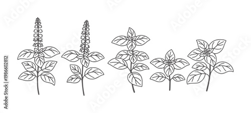 Line of basil plants with flower spikes and leaves herb outline