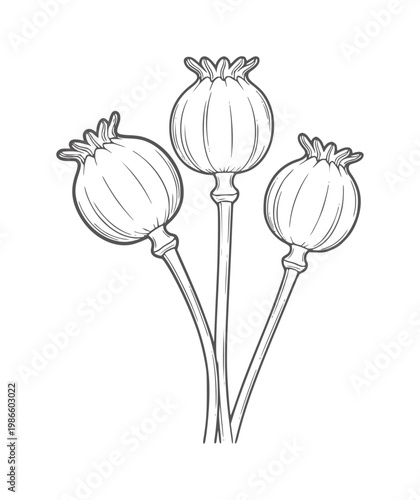 Three line poppy seed pods stems capsule botanical
