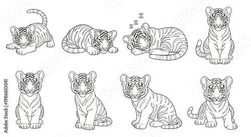 Tiger cubs in various poses black and white line drawings cute animal illustrations