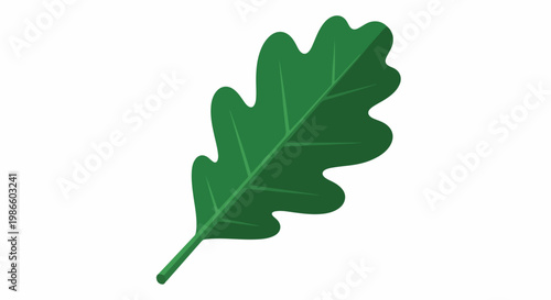 A green leaf with serrated edges and veins