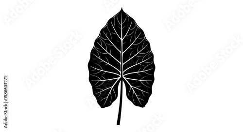 Taro Leaf Silhouette with Detailed Veins Isolated on White Background