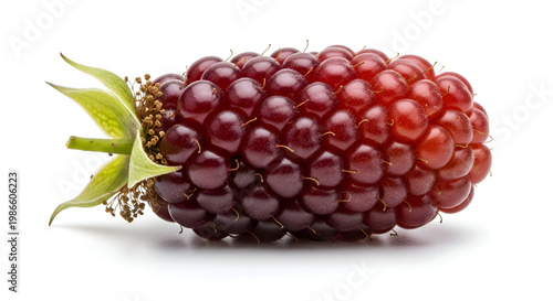 Fresh Blackberry Fruit on White Background.