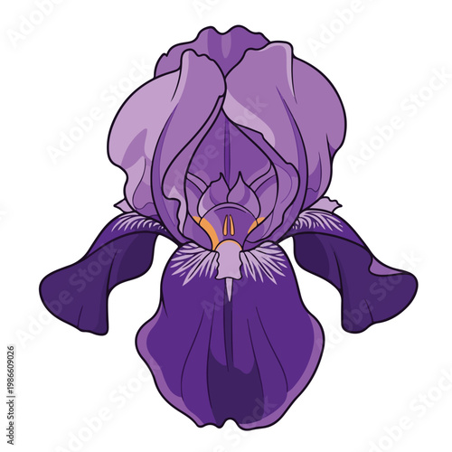 A purple iris flower with yellow accents on a white background