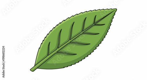 A large green leaf with veins and serrated edges