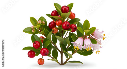 Heather flowers and red berries branch.