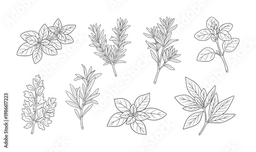 Hand drawn line collection of culinary herbs basil rosemary thyme oregano parsley