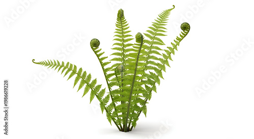 Green fern plant with curled fronds.