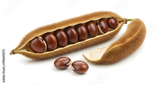 Brown beans in a pod isolated.