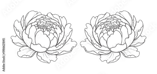 Two line peonies facing each other white peony flower floral bloom blossom