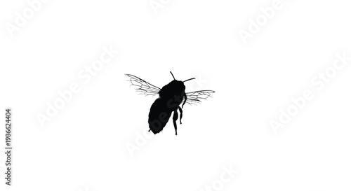 Vector graphic illustration of a black flying bee with transparent wings on white background, showcasing insect design and graphic art style.
