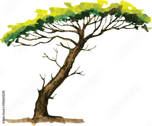 green tree isolated on white