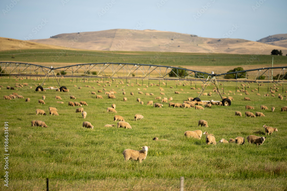 Obraz premium Sheep in a field. Merino sheep, grazing and eating grass in New zealand and Australia