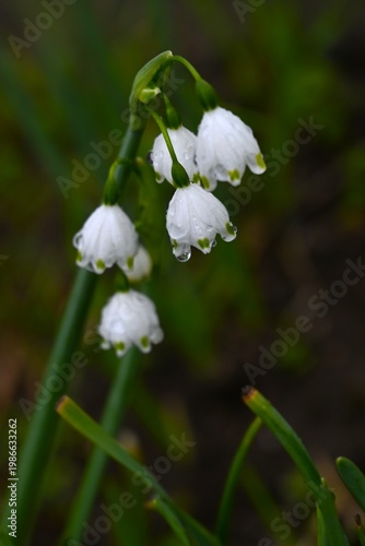 Summer snowflake flowers. Amaryllidaceae bulbous poisonous. In spring, it produces bell-shaped flowers with green spots at the petals, which hang downwards.