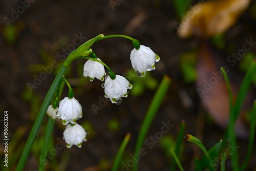 Summer snowflake flowers. Amaryllidaceae bulbous poisonous. In spring, it produces bell-shaped flowers with green spots at the petals, which hang downwards.
