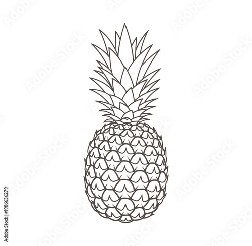 A brown line drawing illustration of a whole pineapple with leaves on top  tropical fruit