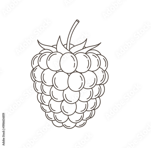 Blackberry fruit illustration with leaves and stem attached  natural drawing