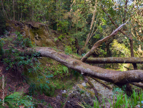 Forest trail with fallen tree in lush green Madeira landscape, hiking path PR14 Portugal