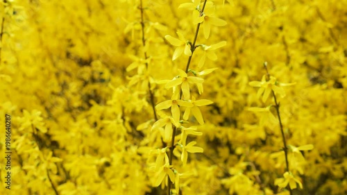 Close up of bush with many small blossoms swaying in the wind. Bright yellow forsythia flowers blooming on the branches in spring. Natural floral background with vibrant sunlit petals.