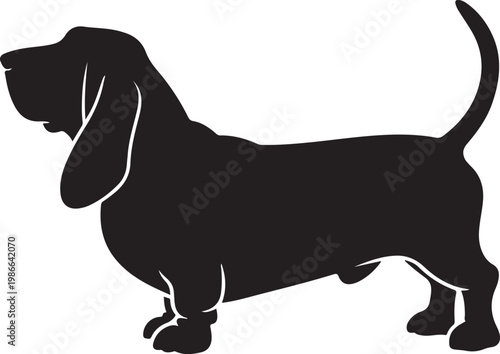 Cuadro en lienzo Vector black silhouette of a standing basset hound dog isolated on a white background