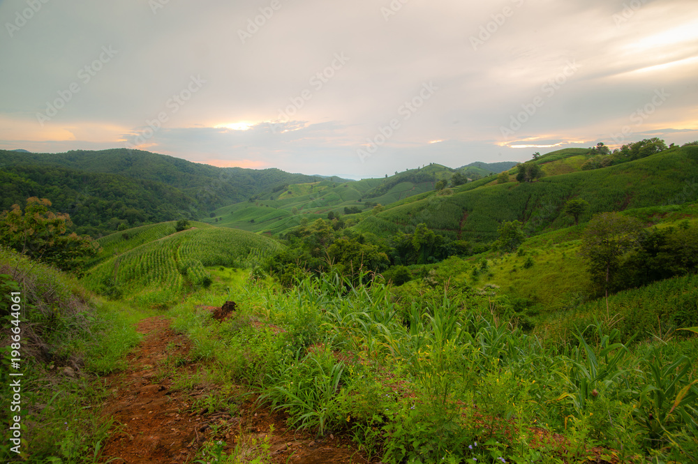 Fototapeta premium Lush green hills and mountains in the dense forest, in the evening.