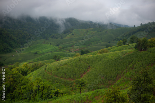 Rain fell on the hills and mountains, in the lush green forest. In the morning, there was fog.