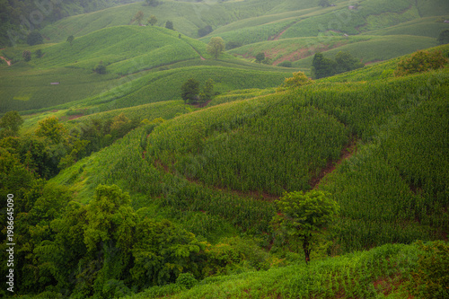 Rain fell on the hills and mountains, in the lush green forest. In the morning, there was fog.