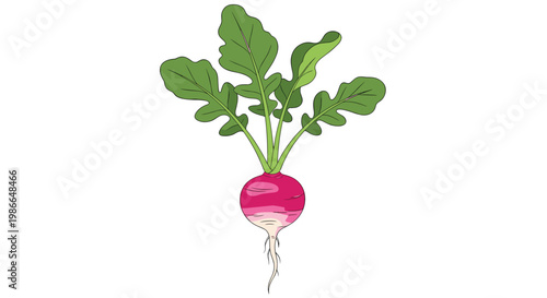 Fresh pink radish with long green leaves shown in detail on a white background for food and gardening concepts.