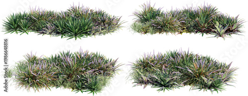 A garden decorated with flowers and small grass on a transparent background.