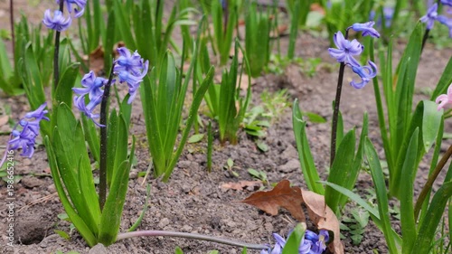 Blue and pink hyacinth flowers blooming in a spring garden bed. Vibrant floral clusters of hyacinthus orientalis growing in the outdoor soil. Fresh springtime nature scene with blooming bulbous plants
