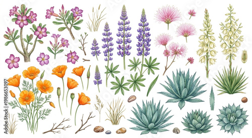 Watercolor Desert Wildflower Clipart Elements Vector Set