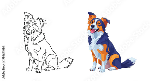 A pair of delightful vector illustrations showcasing a sitting Border Collie dog, featuring both outline and full-color versions.