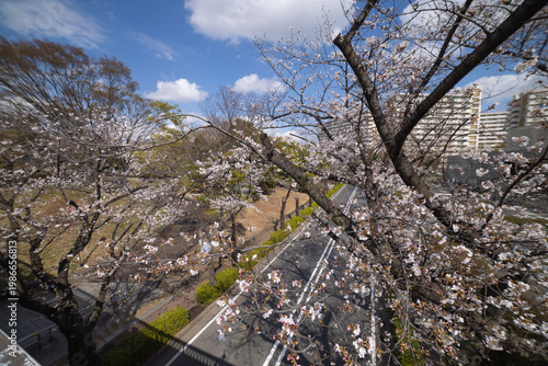 A cityscape of cherry blossoms at the city street in Tokyo in spring wide shot