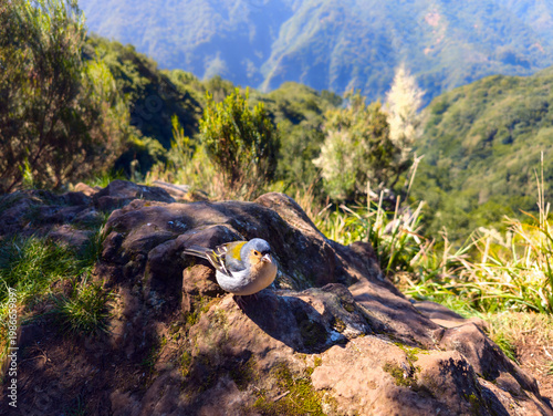 Chaffinch Fringilla coelebs maderensis on rock. wildlife hiking trail PR14 (Madeira, Portugal)