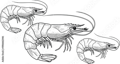 Hand-Drawn Shrimp Vector Illustration for Seafood and Aquaculture Designs